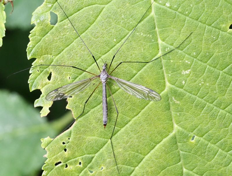 Tipula lateralas. jpeg