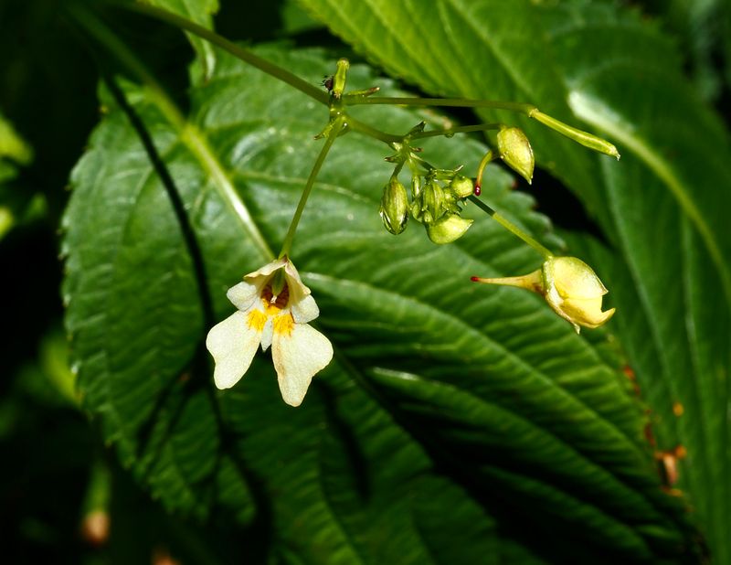 Blekbalsamin, Impatiens parviflora. .jpeg