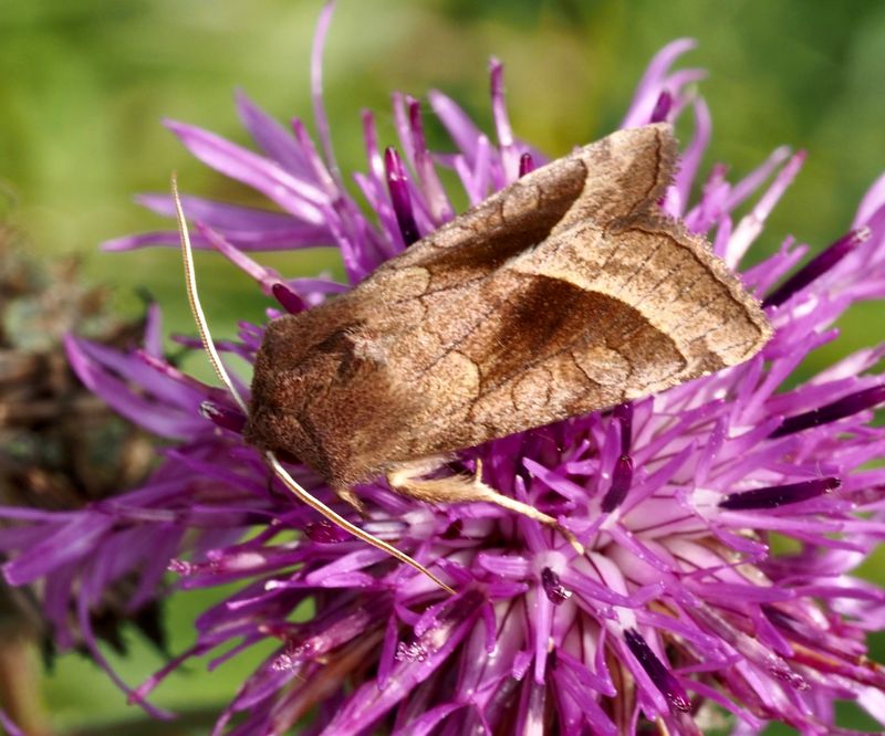 Potatisstamfly, Hydraecia micacea. .jpeg