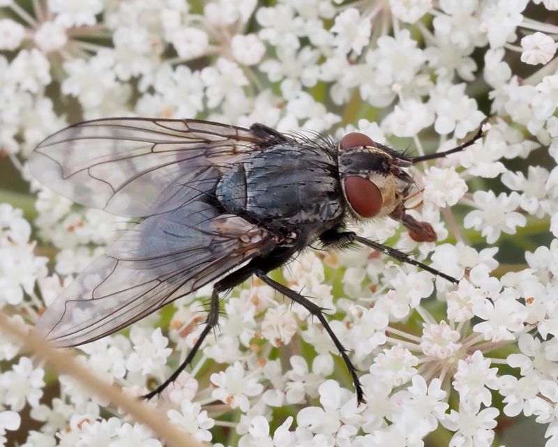 Calliphora vicina.jpeg