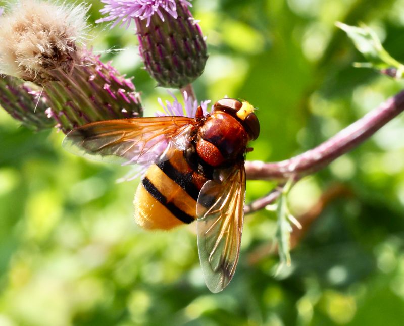 Volucella Zonaria. .jpeg