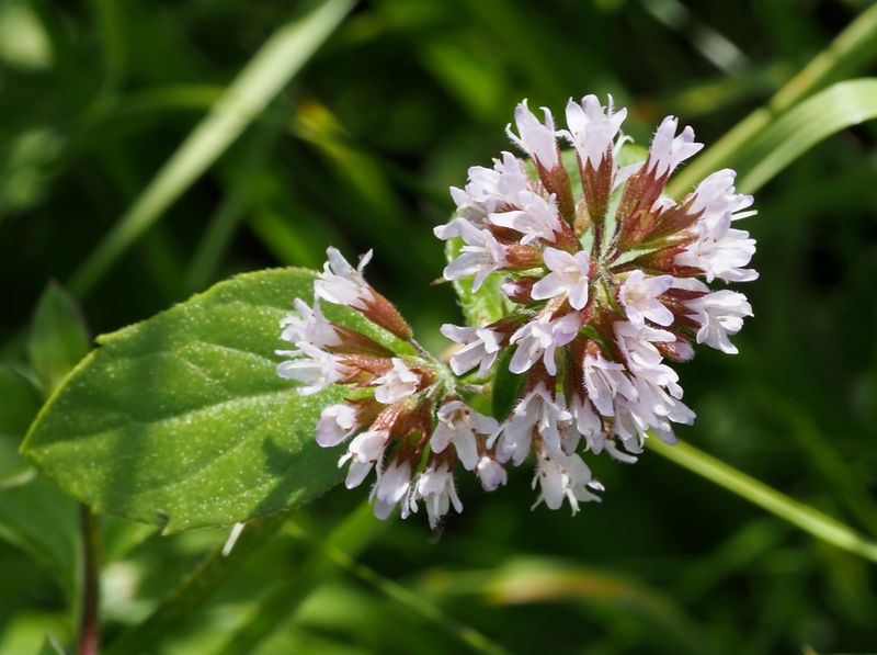 Vattenmynta, Mentha aquatica. .jpeg