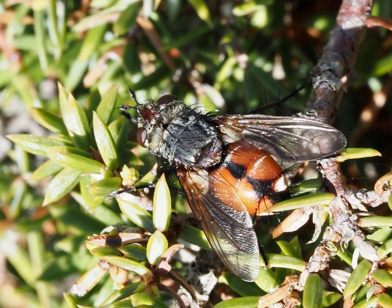 Tachina magnicornis. jpeg