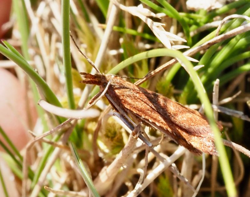 Större backmott, Hypochalcia ahenella. jpeg