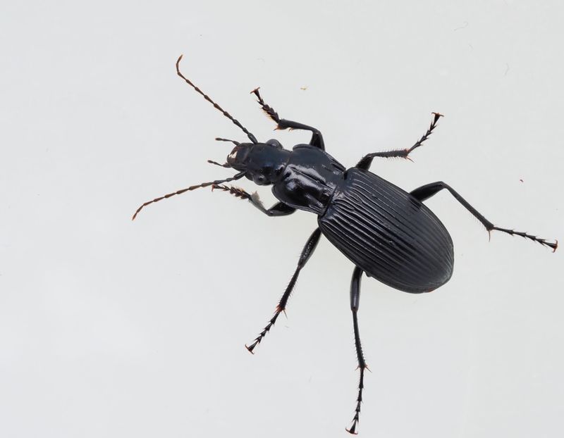 Brynsvartlpare, Pterostichus Niger. jpeg