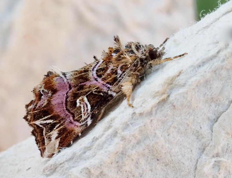 Ormbunksfly, Callopistria juventina ..jpeg