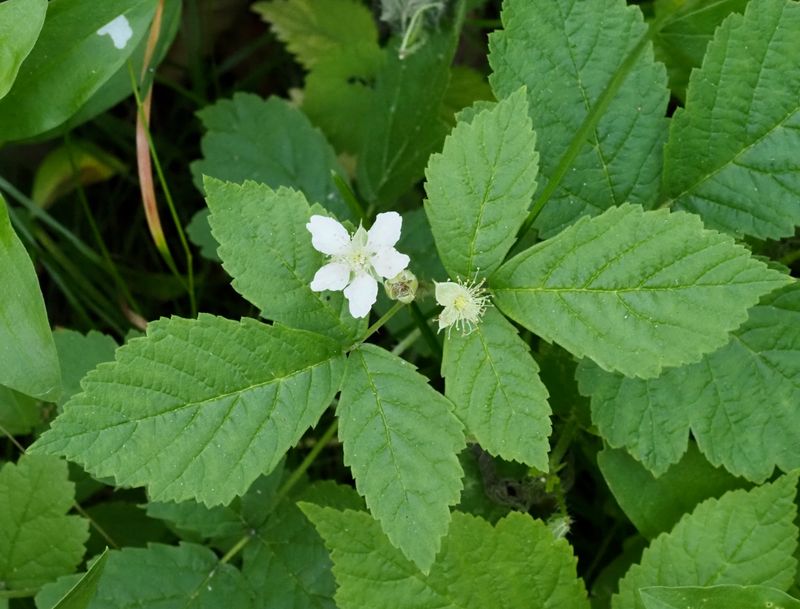 Skogsbjörnbär, Rubus nessensis .jpeg