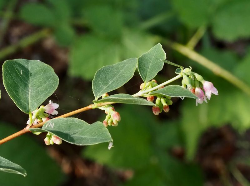 Kaprifolvxter, Caprifoliaceae