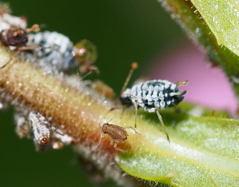 Aphis epilobiaria. jpeg