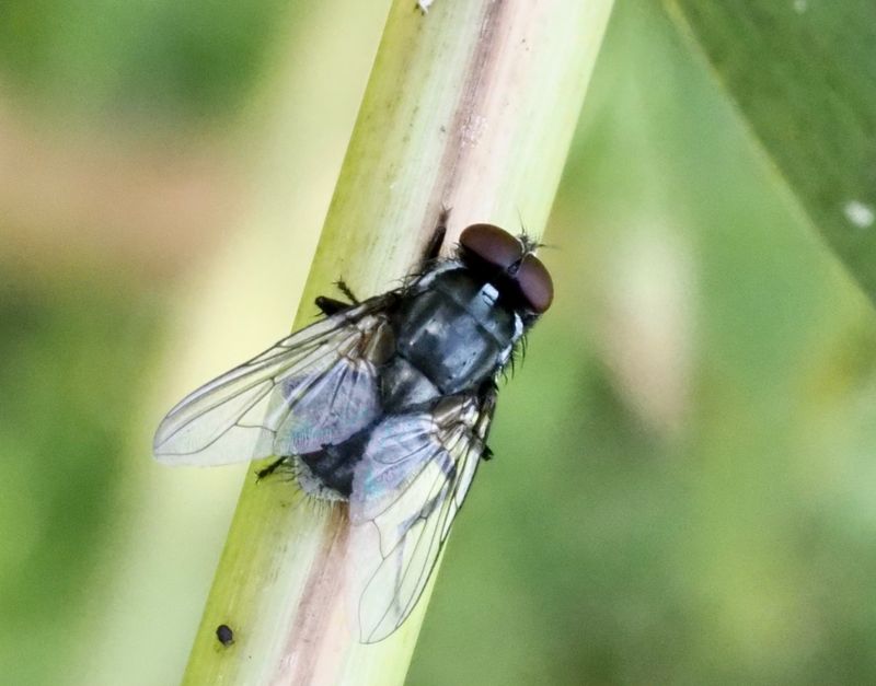 Morellia hortorum. jpeg