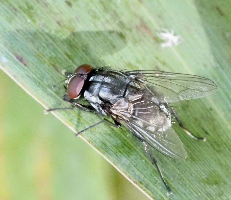 Morellia hortorum. jpeg