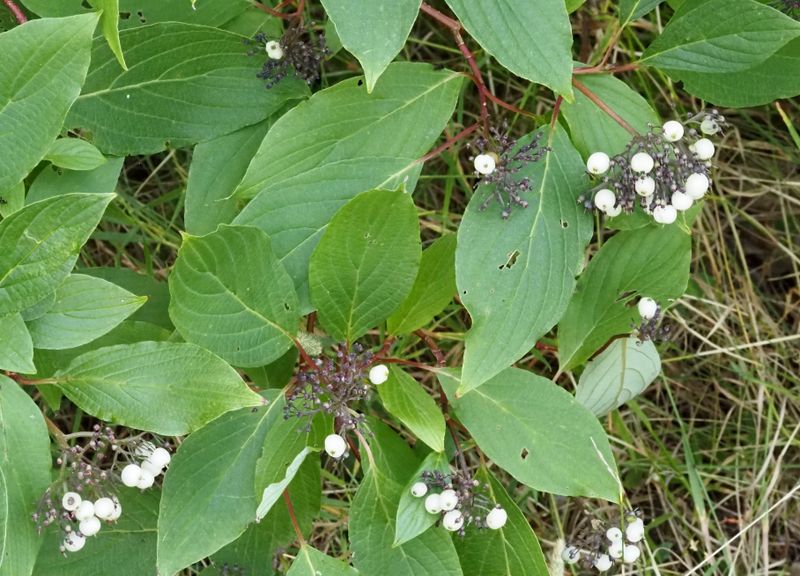 Rysk Kornell, Cornus alba. .jpeg