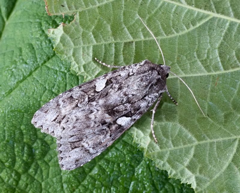 Större skogsfly, Erois occulta. jpeg