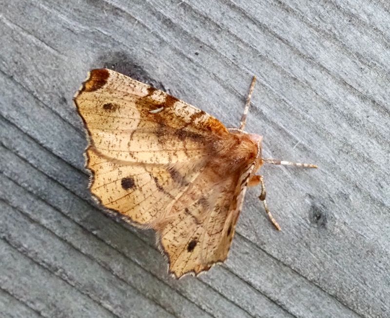 Rödbrun månmätare, Selenia tetralunaria. .jpeg