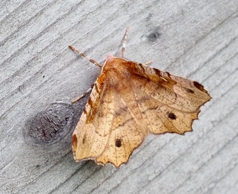 Rödbrun månmätare, Selenia tetralunaria. .jpeg