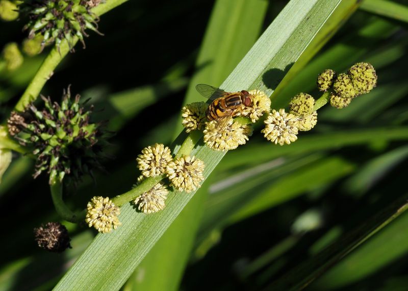 Vanlig storigelknopp, Sparganium microcarpum. jpeg