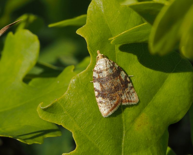 Lnnbredvecklare, Acleris forsscaleana. .jpeg