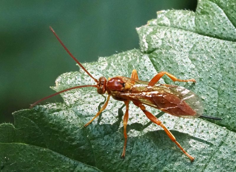 Theronia atalantae. .jpeg