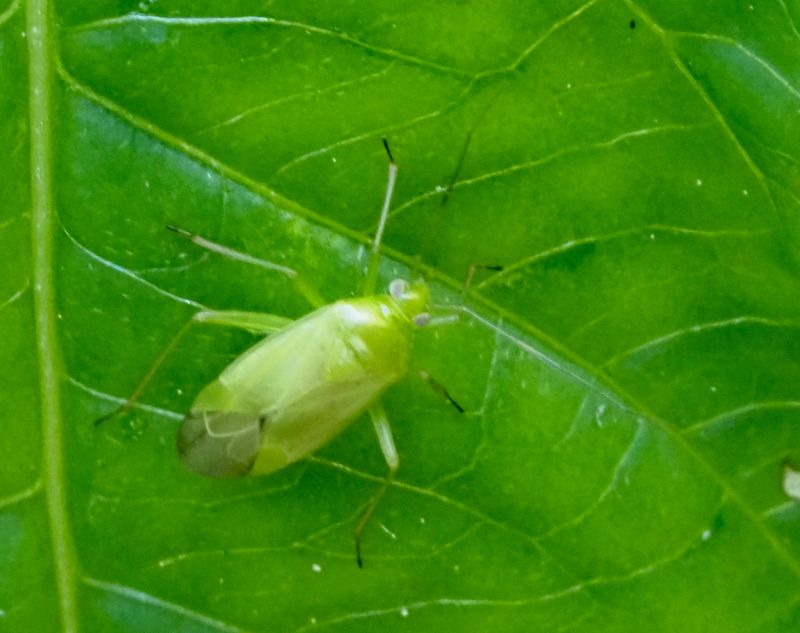 Lygocoris pabulinus. .jpeg