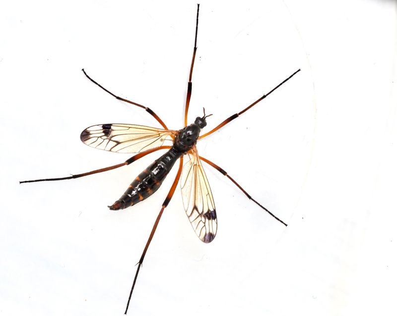 Dictenidia bimaculata. .jpeg