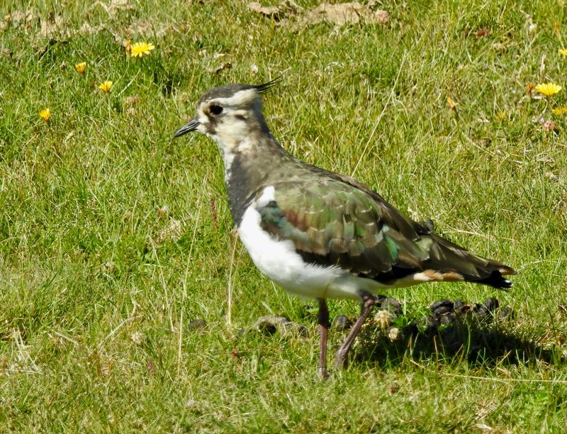 Juvenile, Ottenby. jpeg