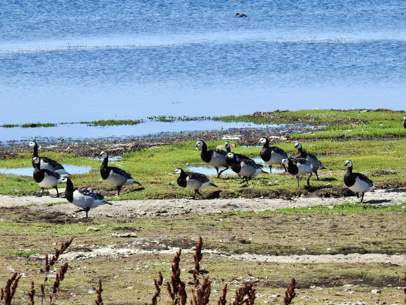 Branta leucops, Ottenby. jpeg