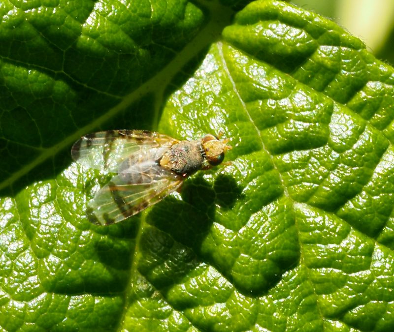 Sphenella marginalanteckning. jpeg