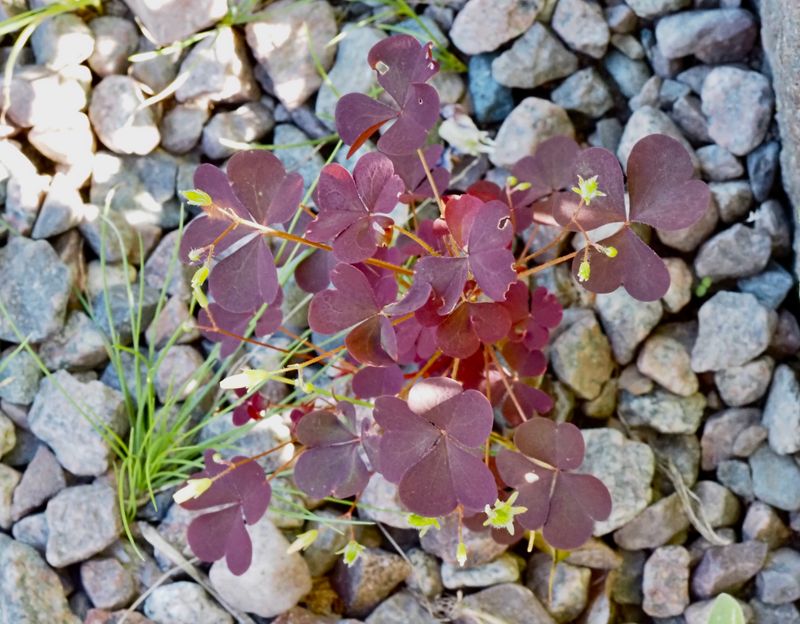 Klöveroxalis, Oxalis stricta. .jpeg