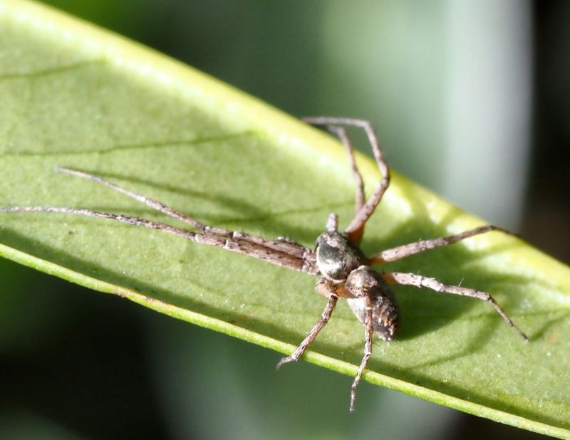 Gyllensnabblöpare, Philodromus aureolus. jpeg