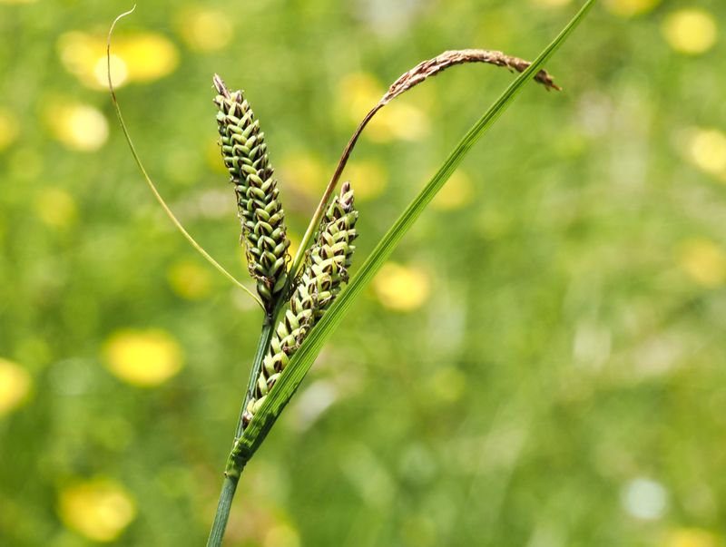 Hundstyrkan, Carex nigra. .jpeg