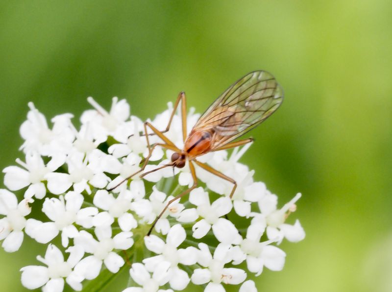 Empis stercorea. jpeg