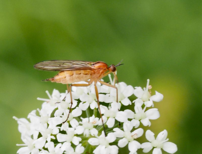 Empis stercores. jpeg