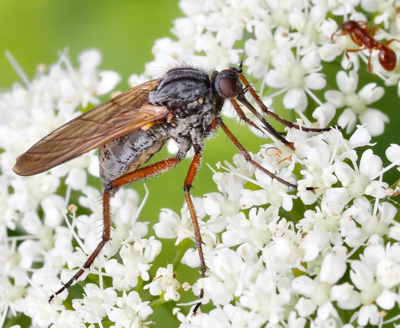 Rutad dansflugan, Empis tesselata. .jpeg