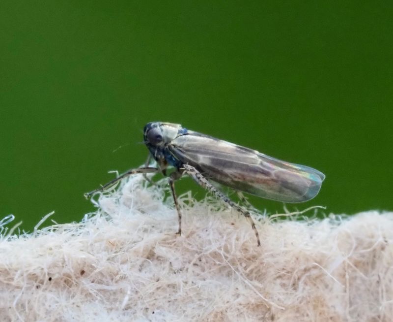 Macrosteles lividus. jpeg