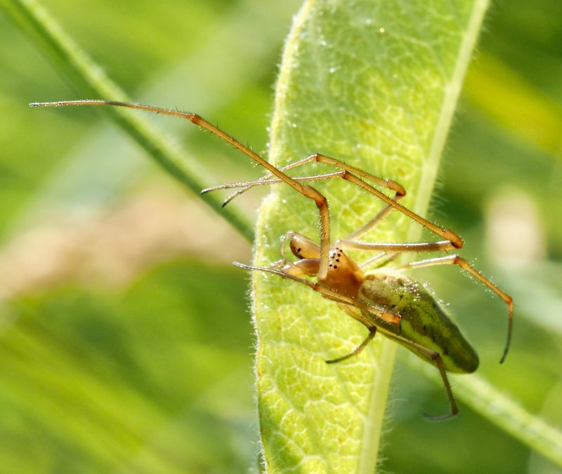 Tetragnatha extensa.jpeg
