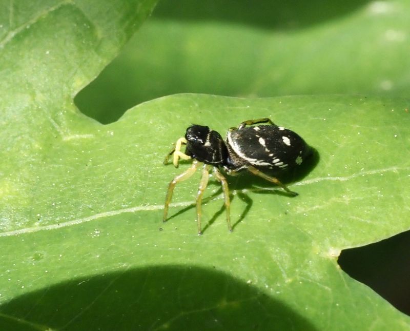 Kopparhoppspindel hona, Heliophanus cupresan. .jpeg