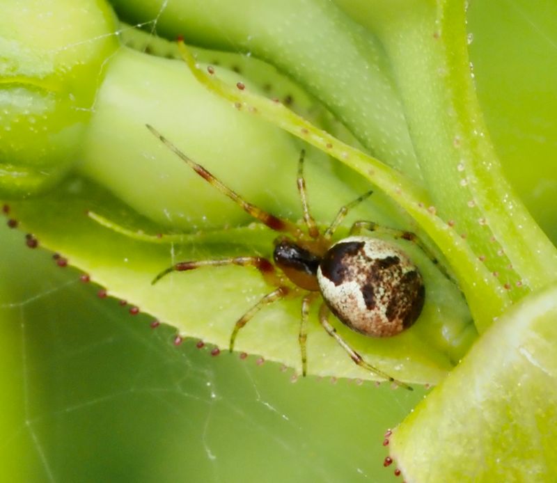 Anelosimus vittatus. .jpeg