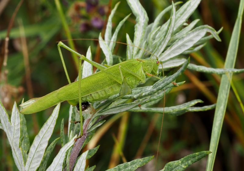 Lngvingad lvvrtbitare, Phaneroptera falcata
