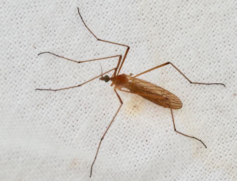 Ljusgul smharkrank, Phylidorea ferruginea. .jpeg
