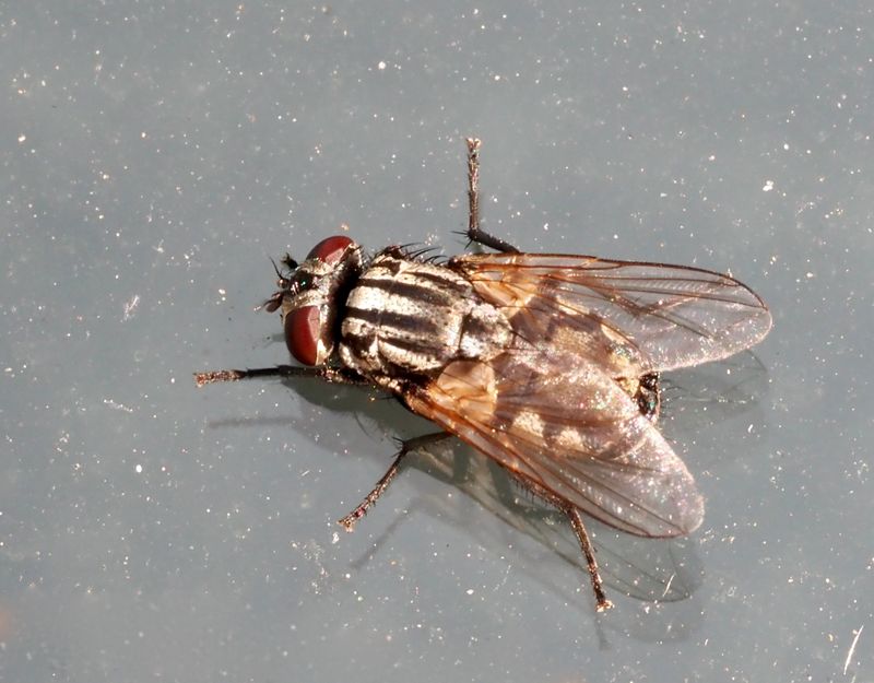 Musca autumnalis. .jpeg