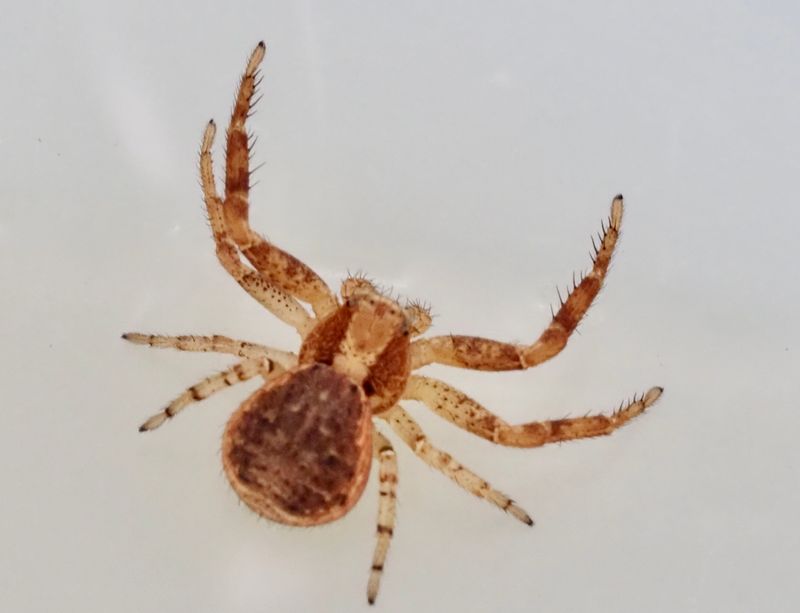 Lövkrabbspindel, Xysticus lanio. .jpeg