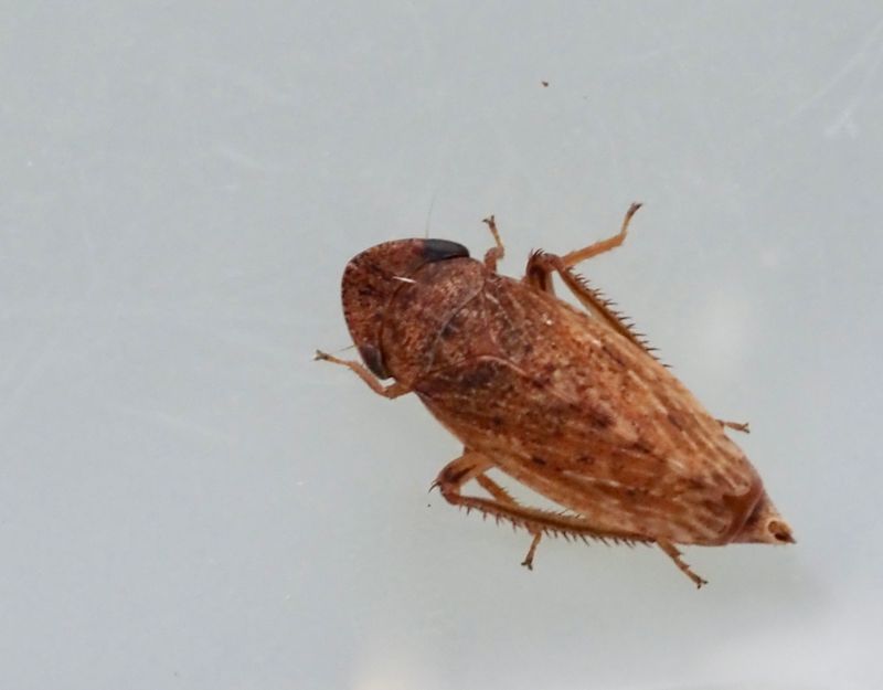 Aphrodes bicinctus. jpeg