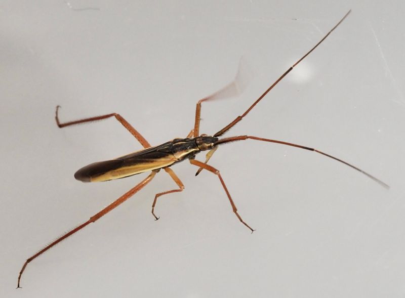 Notostira elongata. .jpeg