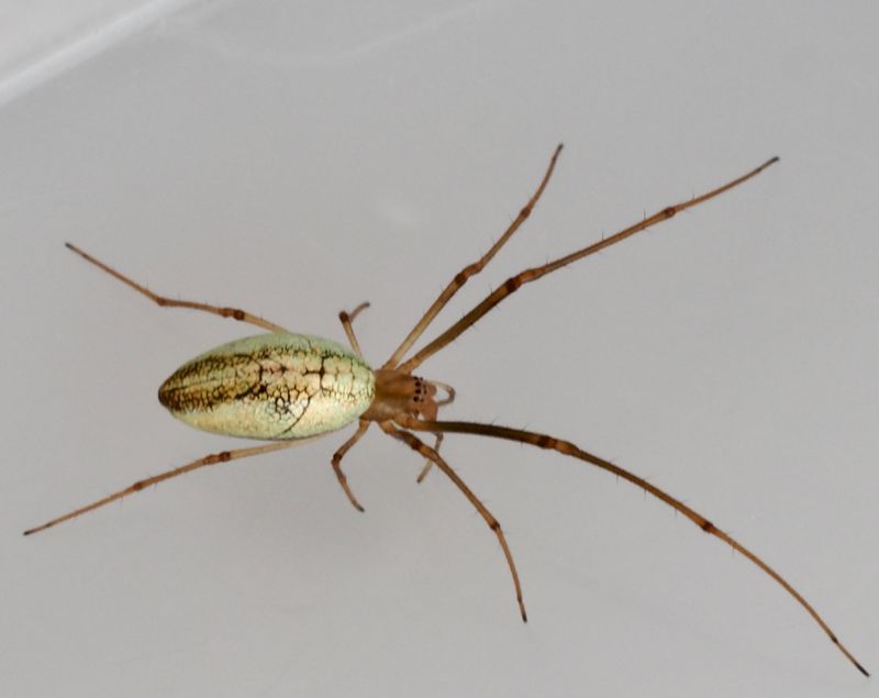 Tetragnatha pinicola. jpeg