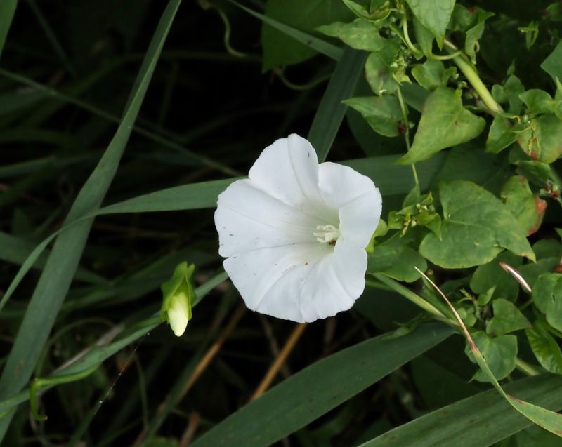 Snårvinda, Calystegia sepium. .jpeg