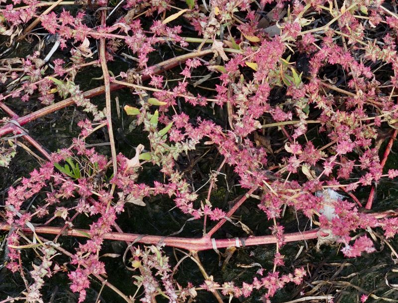 Strandmlla, Atriplex litoralis. jpeg