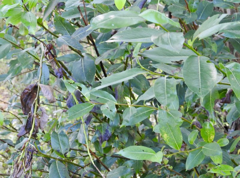 Jolster, Salix pentandra. jpeg