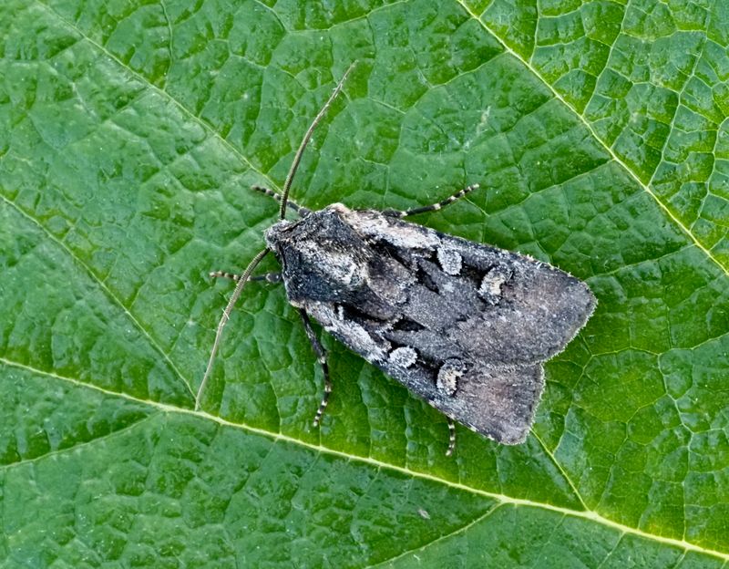 Obeliskjordfly, Euxoa obelisca. jpeg