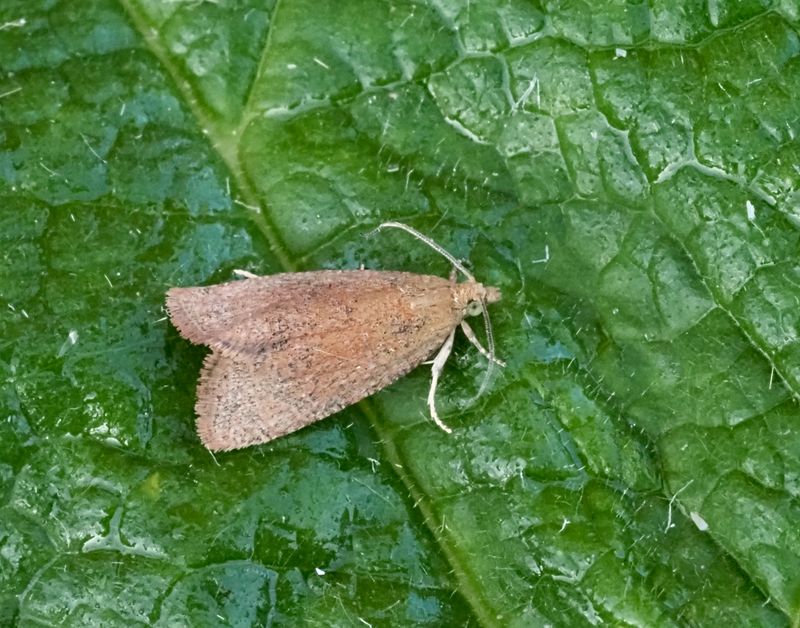 Celypha Rutana. jpeg