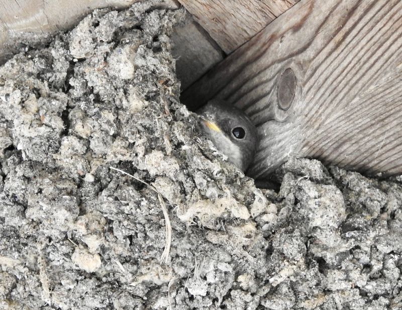 Barn swallows, Ottenby. jpeg